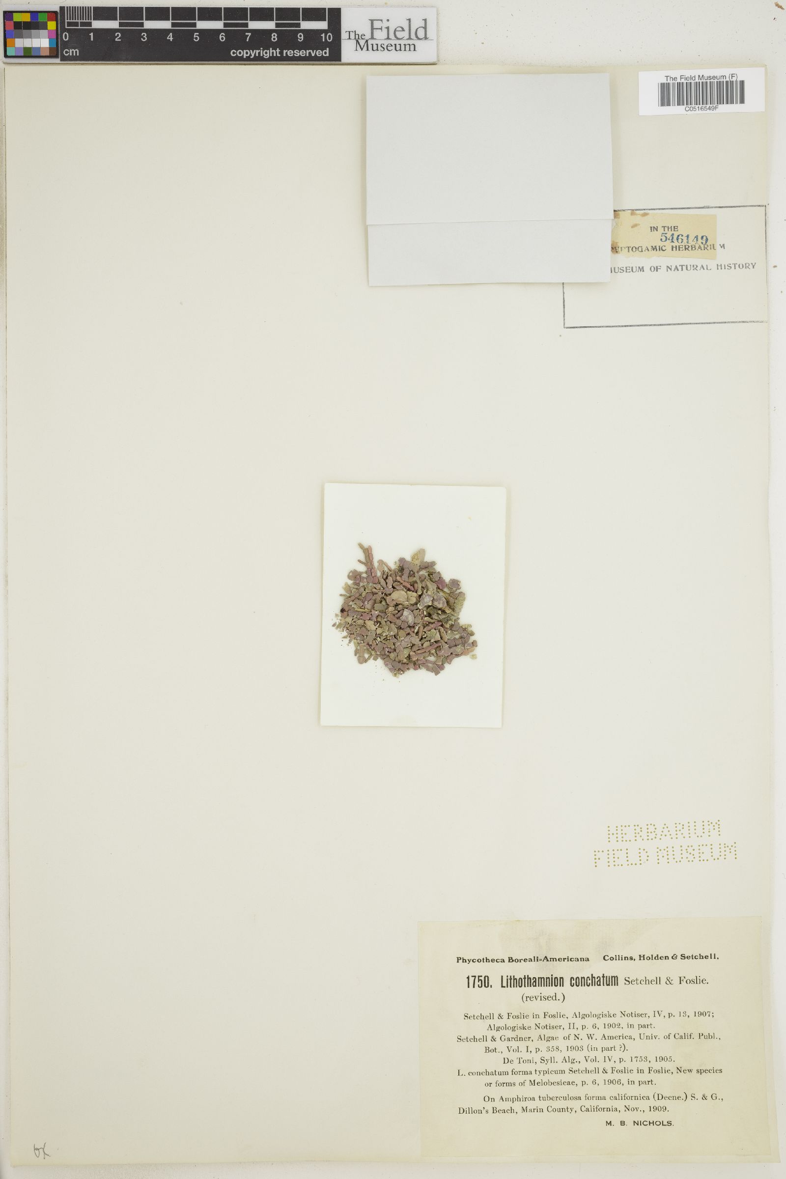 Mesophyllum conchatum image