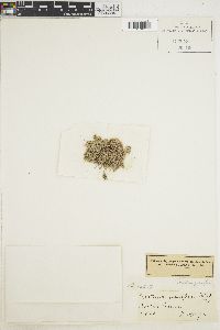 Image of Corallina granifera