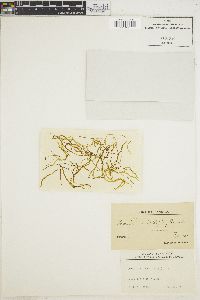 Petalonia fascia image