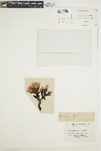 Pneophyllum coronatum image