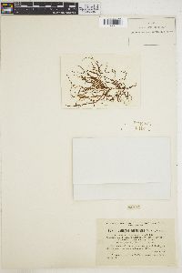 Cladosiphon mediterraneus image