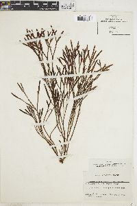 Silvetia compressa image