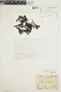 Pelvetia canaliculata image