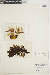 Phyllospora menziesii image