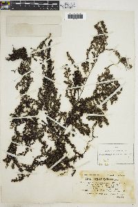 Sargassum agardhianum image