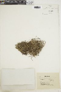 Sargassum fluitans image