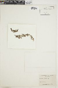 Sargassum linearifolium image