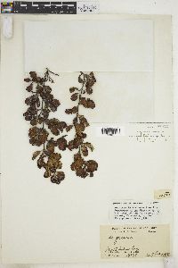 Image of Sargassum bacciferum