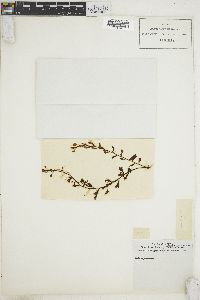 Sargassum hornschuchii image