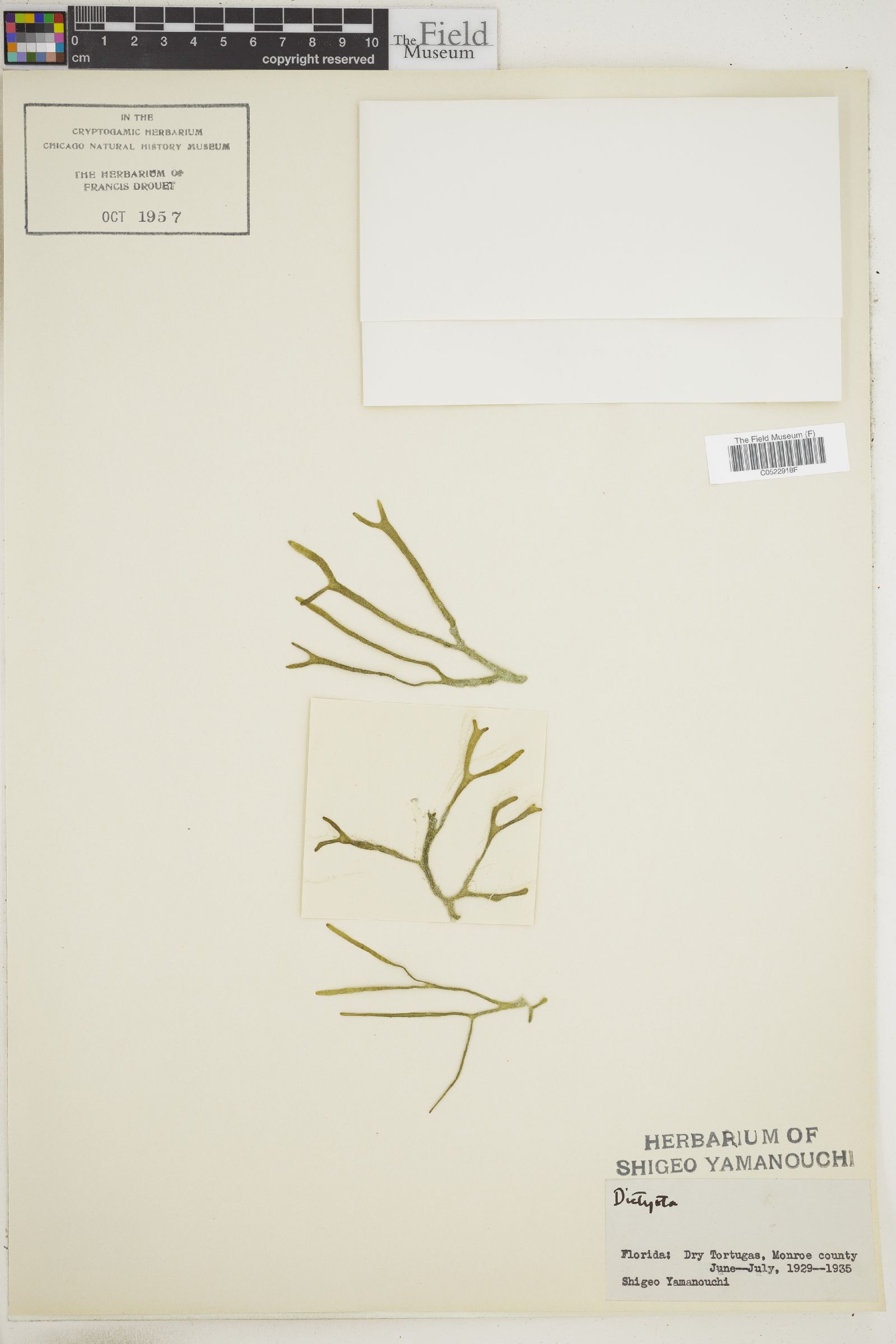 Dictyopteris nigricans image