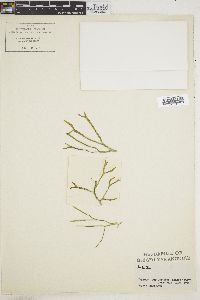 Image of Dictyopteris nigricans