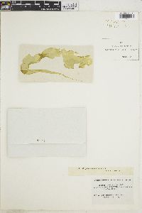 Enteromorpha linza var. lanceolata image