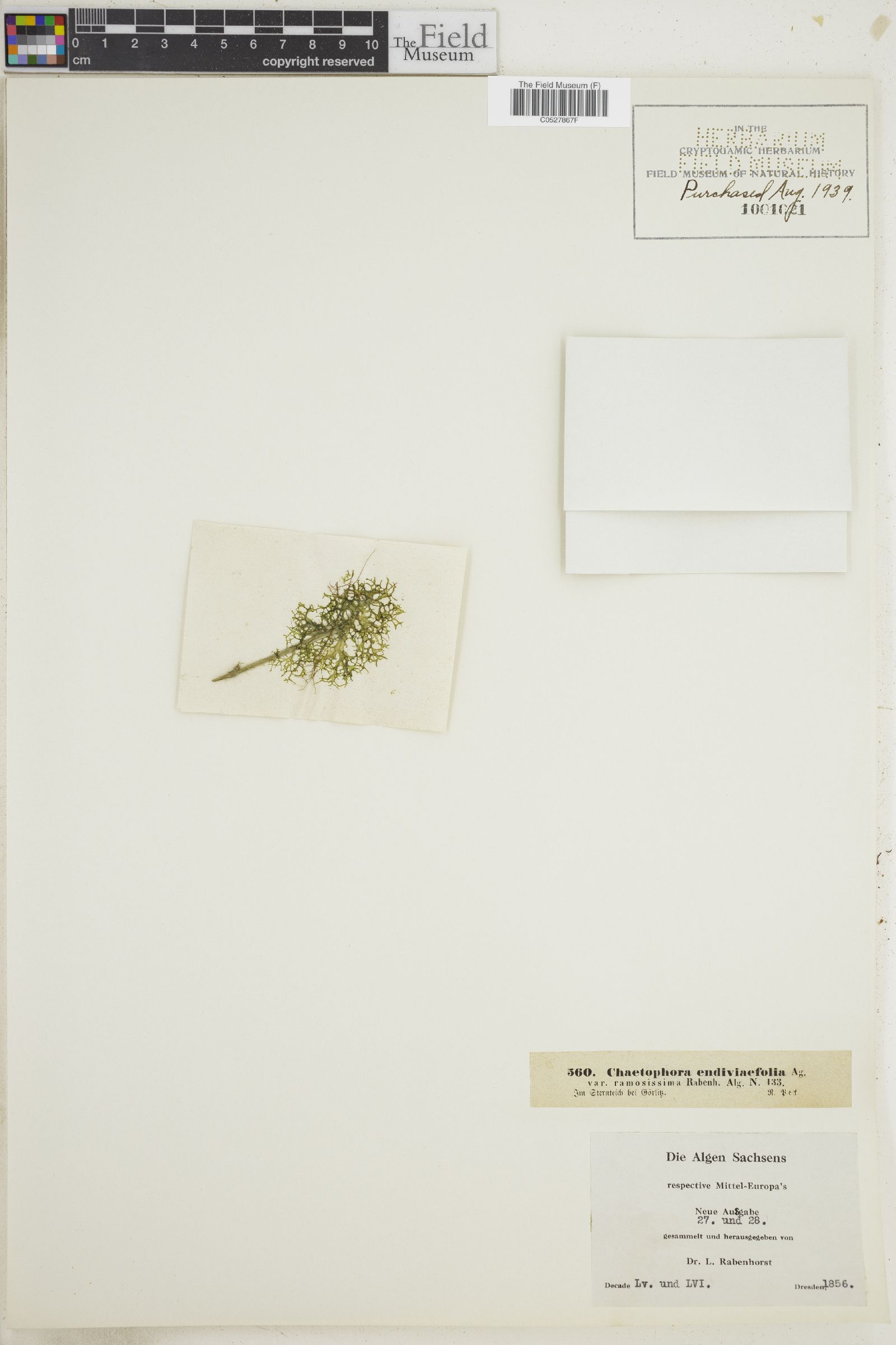 Chaetophora endiviaefolia var. ramosissima image