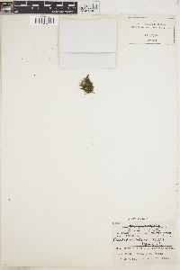 Arnoldiella chelonum image