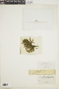 Cladophora rupestris f. typica image