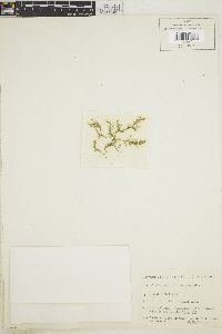 Cladophora utriculosa image