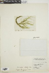Spongomorpha duriuscula image
