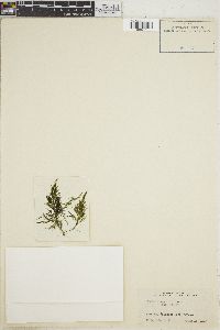 Bryopsis australis image