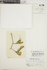 Caulerpa freycinetii image