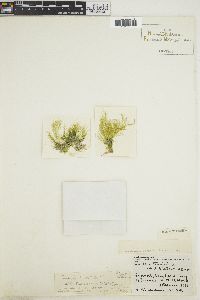 Derbesia tenuissima image