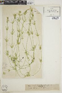 Chara baltica var. liljebladii image