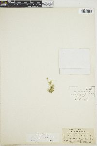 Acetabularia crenulata image