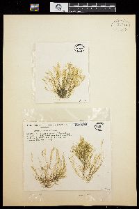 Bryopsis pennata image