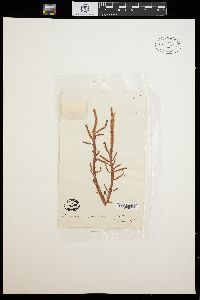 Acrochaetium corymbiferum image