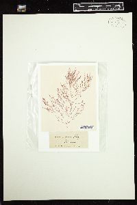 Ptilocladia gracilis image