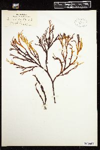 Curdiea irvineae image
