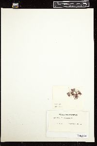 Dasyphila plumarioides image