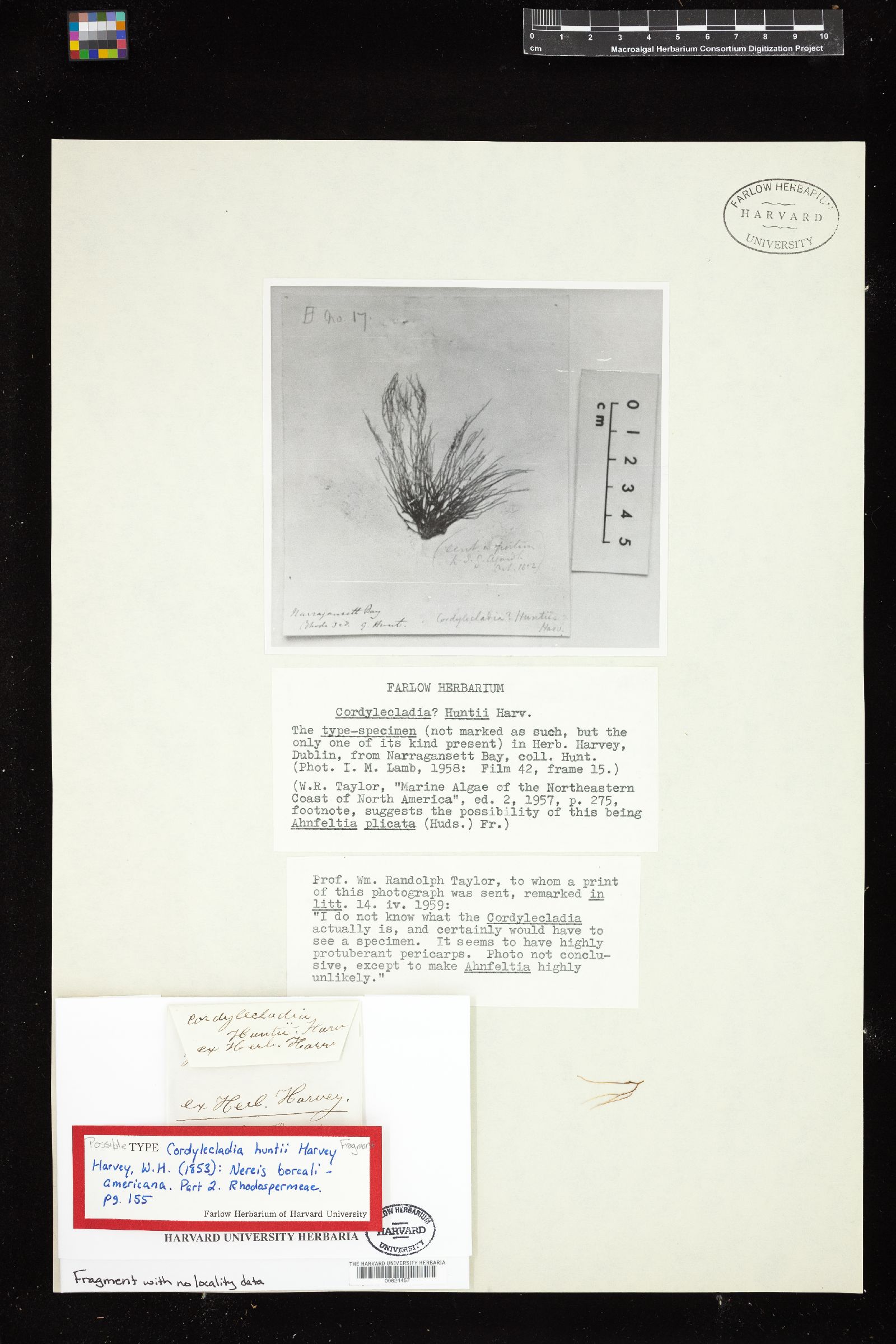 Cordylecladia huntii image