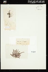 Dictyurus occidentalis image