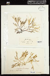 Erythroclonium sonderi image