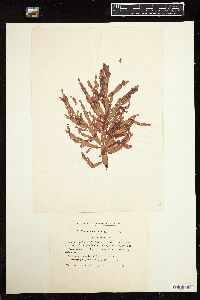 Coelarthrum opuntia image