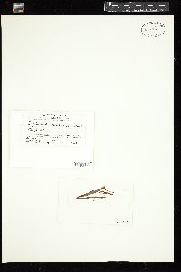 Erythrotrichia vexillaris image