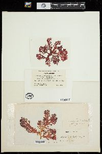 Callophyllis crassifolia image