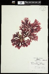 Callophyllis crenulata image