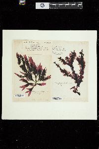 Callophyllis hombroniana image