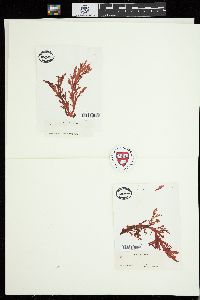 Callophyllis marginifructa image