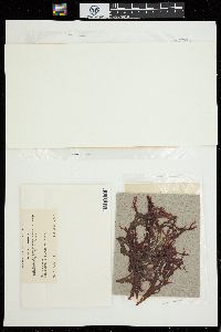 Callophyllis megalocarpa image