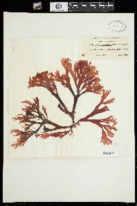Callophyllis megalocarpa image