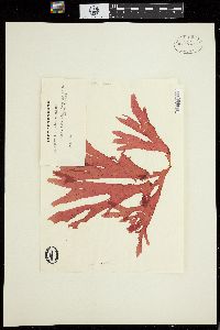 Callophyllis palmata image