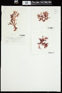 Callophyllis plumosa image