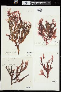 Callophyllis plumosa image