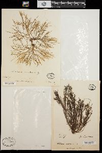 Alsidium corallinum image