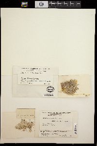 Amphiroa dimorpha image