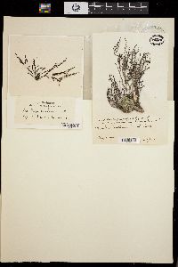 Acanthophora orientalis image