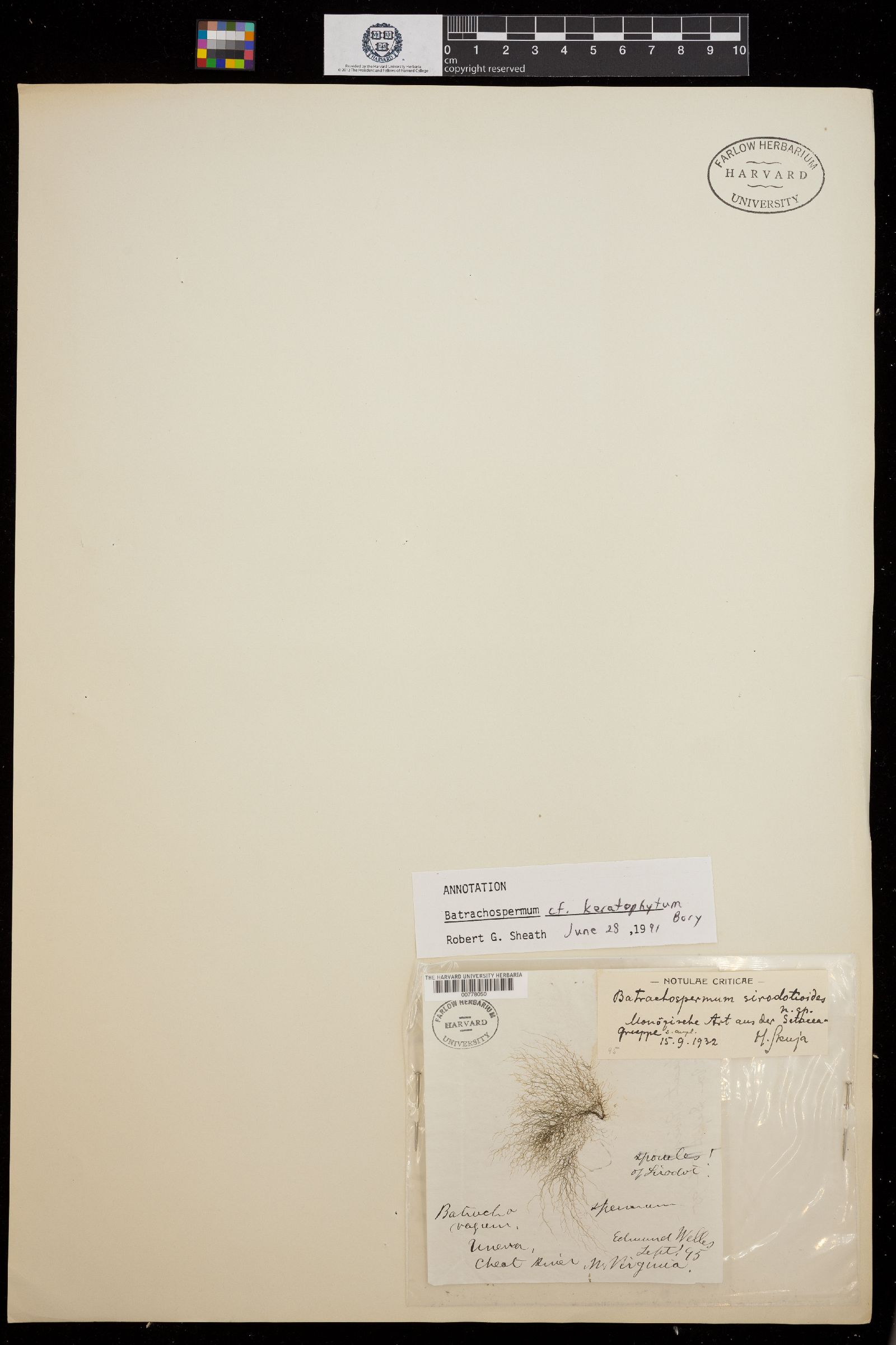 Batrachospermum sirodotioides image