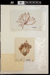 Bornetia secundiflora image
